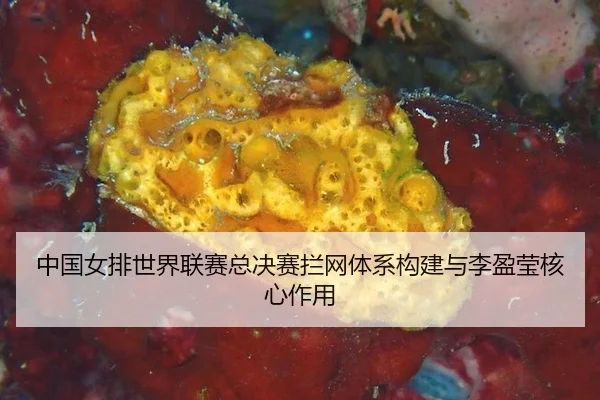 中国女排世界联赛总决赛拦网体系构建与李盈莹核心作用