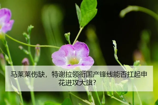 ma-lai-lai-shang-que-te-xie-la-ling-xian-guo-chan-feng-xian-neng-fou-kang-qi-shen-hua-jin-gong-da-qi-3-958.jpg