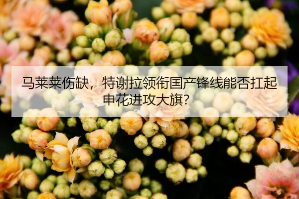 马莱莱伤缺，特谢拉领衔国产锋线能否扛起申花进攻大旗？